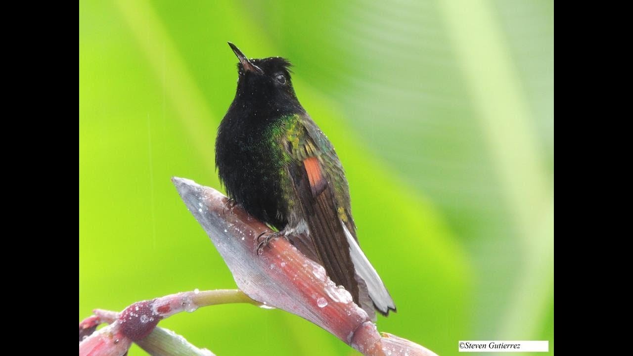 Birds of Costa Rica: City birds 