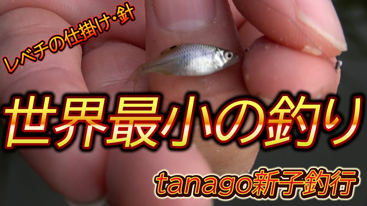 タナゴ釣り】世界最小の釣りを狙う新子釣り【world's smallest fishing