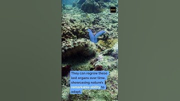 Sea Cucumbers Eject Their Organs to Survive! 😮