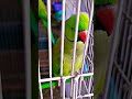 Parrot sound#parrot#viral#mithukibatain
