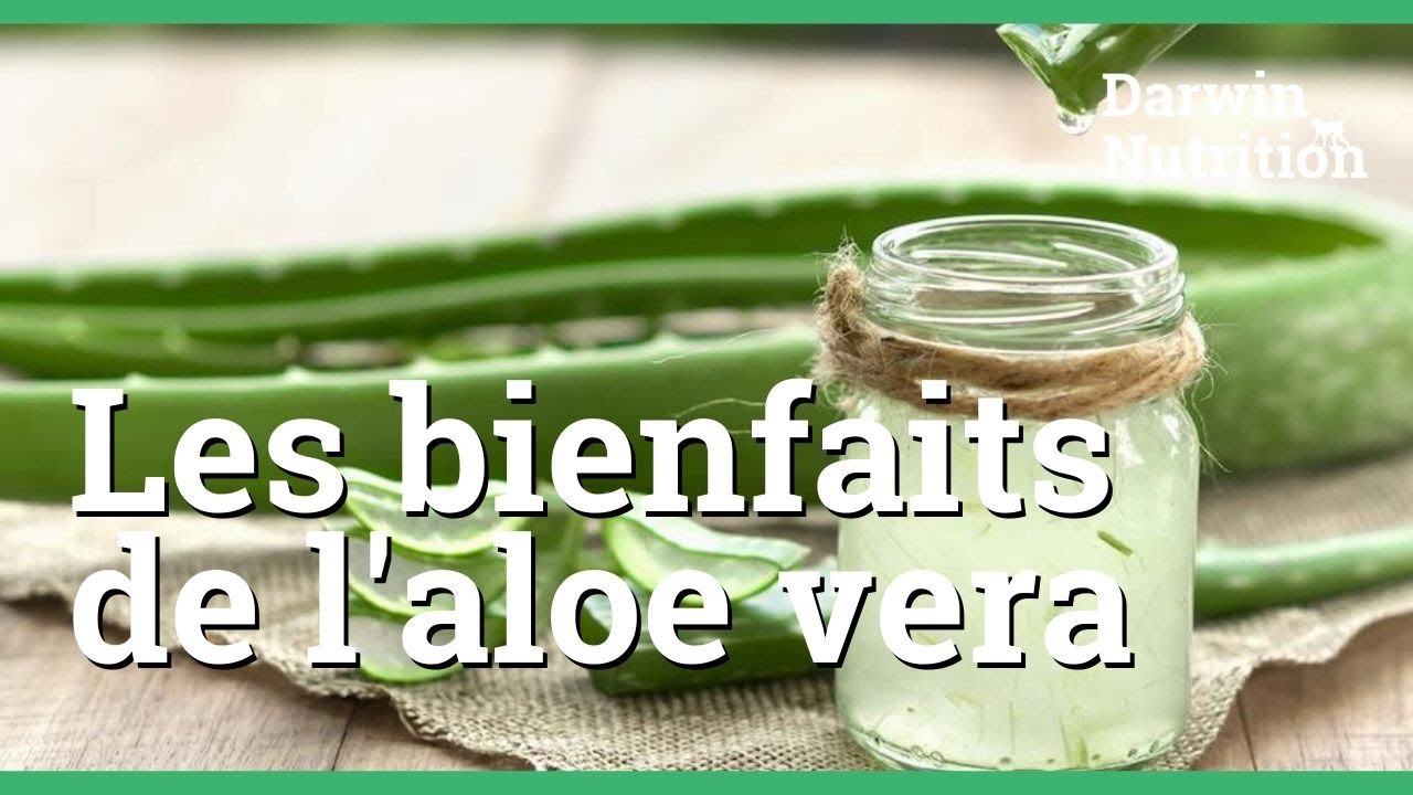 Aloe Vera, hydratant millénaire : Bienfaits, en Gel ou à Boire, Posologie