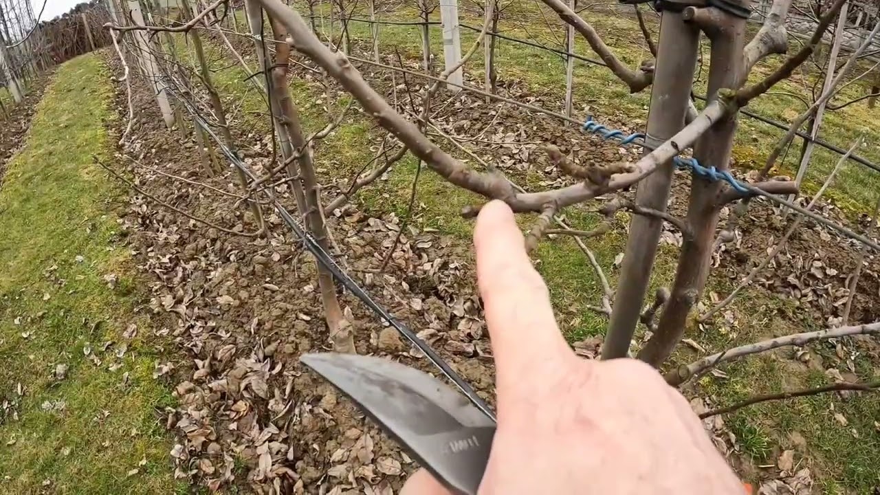 25.02.2024 Situacia v sade , rez na klik , čap , kontrola broskýň.....