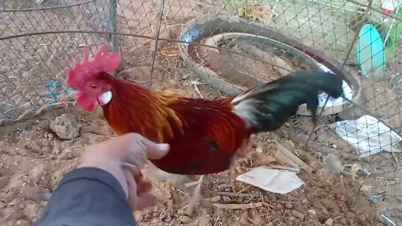 วิธีฝึกไก่ต่ออายุ4 เดือน/จ่อยคนตีผึ้ง