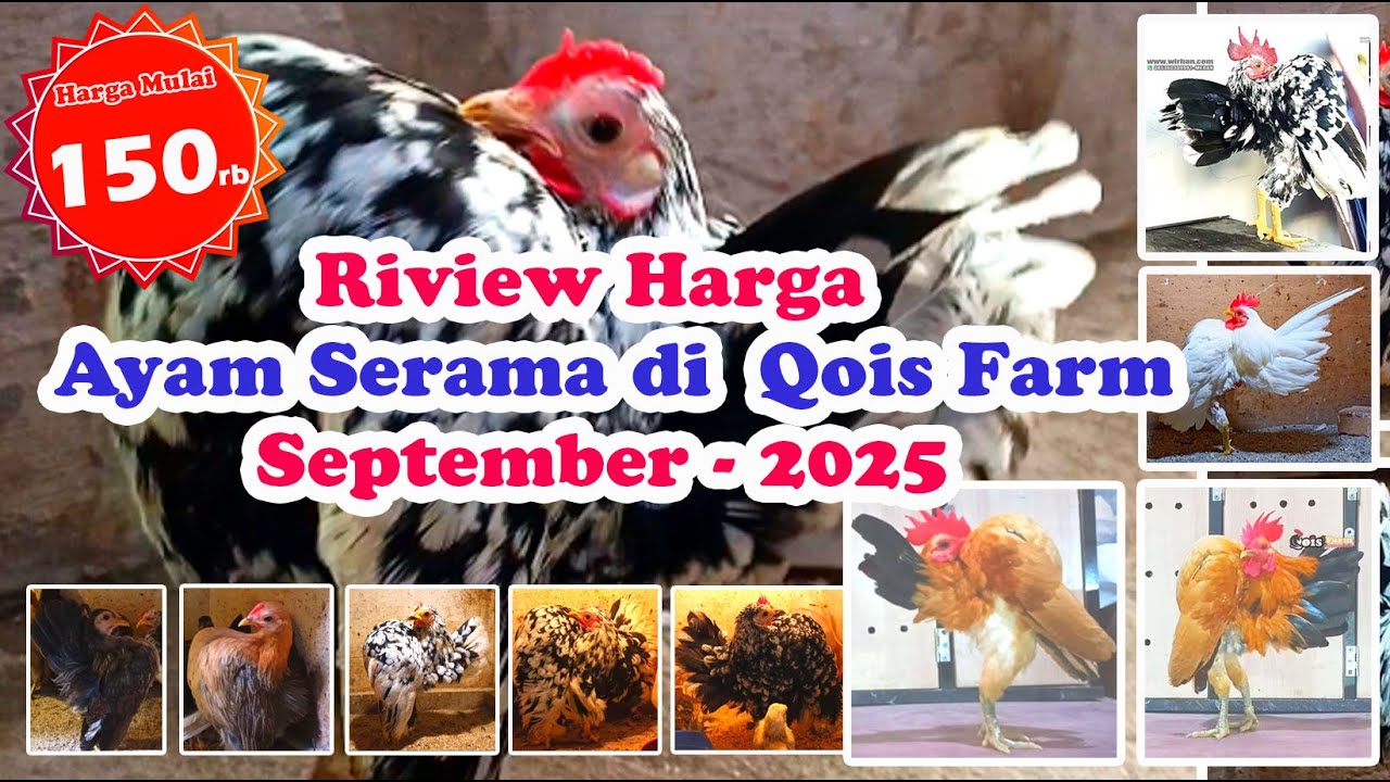 Mulai Dari Rp.150rb Riview Harga Ayam Serama DI Reban Qois Farm