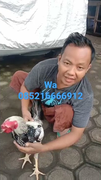 mercy jr atret geser tembak pukul gletak