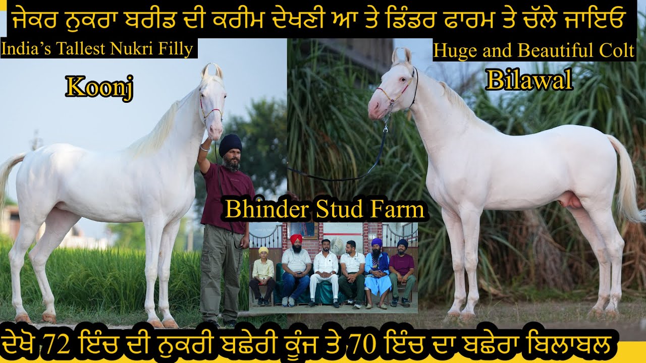 Huge and Beautiful Colt Bilawal/India’s Tallest Nukri Filly Koonj Bhinder Stud Farm Amritsar 