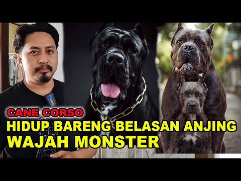 Video: The Cane Corso Breed: Anjing Besar untuk Kehidupan Solitude