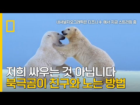 겨울철 <strong>북극곰이</strong> 친구와 노는 방법?｜미국의 위대한 국립공원