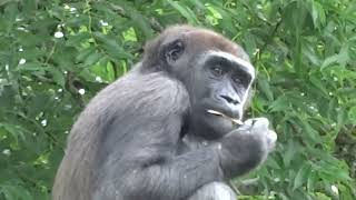 GORILLA JOCK &amp; HIS FAMILY AT BRISTOL ZOO (6 June 2022)