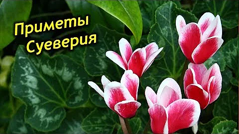 Цикламен в доме! Приметы и суеверия о Цикламене.