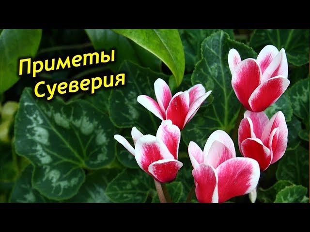 Цикламен в доме! Приметы и суеверия о Цикламене.