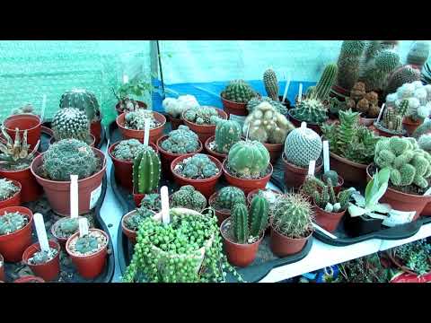 Vídeo: Per Què Els Cactus Necessiten Espines?