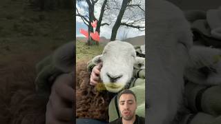 Koyunlar Hakkında Ilgin Bilgi