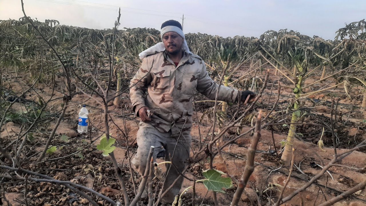 اهم مرحلة في خدمة التين تقليم التين