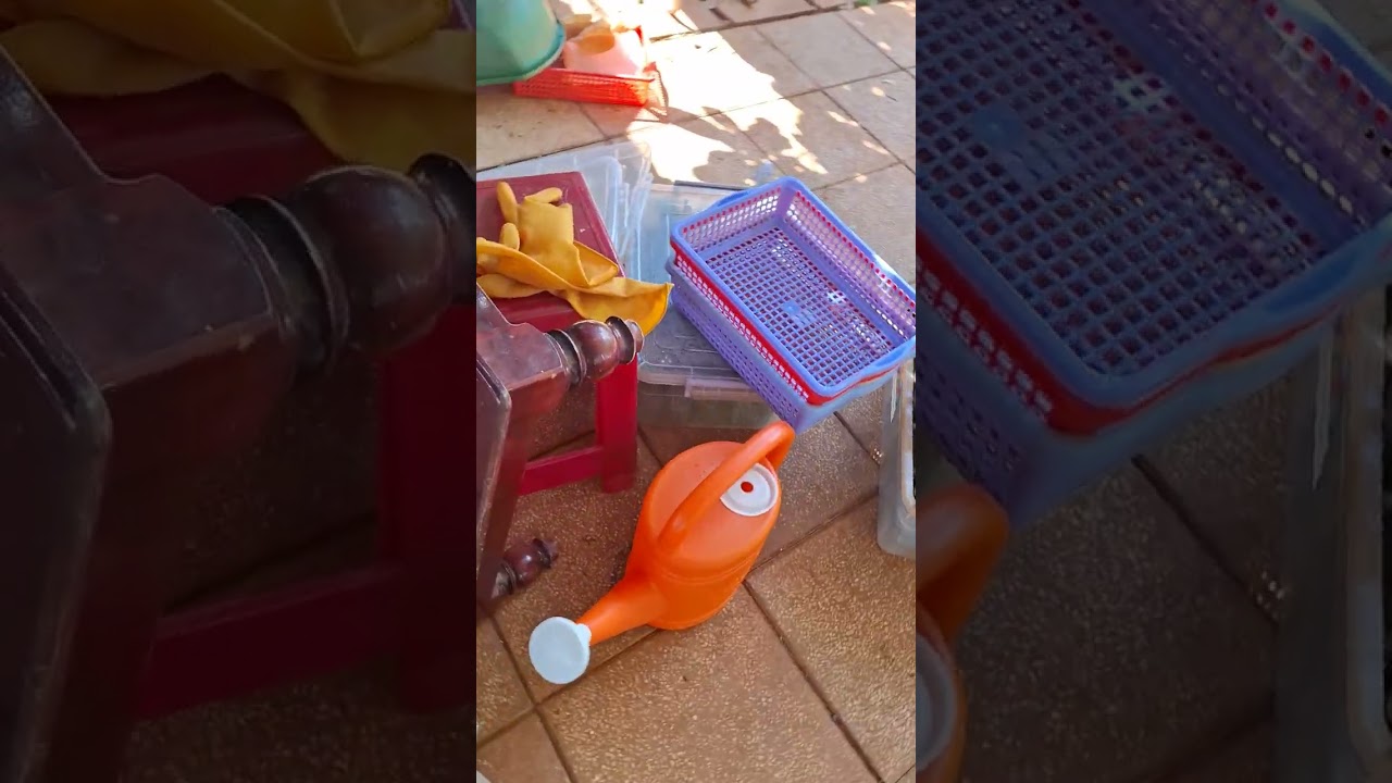 Cách ươm tiêu lươn hiệu quả nhất của mình. Đây là công thức đã được thay đổi so với lần trước...!