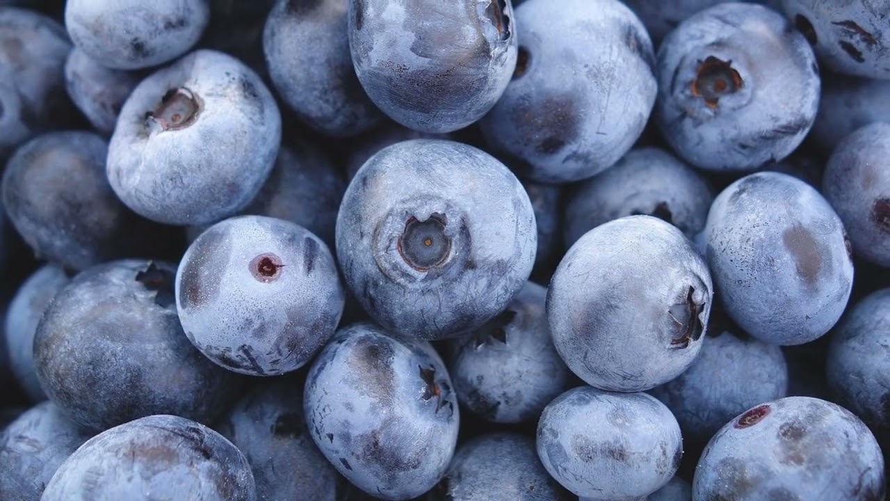 Vaccinium Blueray (Blueberry)🫐 // Outstanding, Delicious, Heavy Yielding Blueberry (Updated Version)