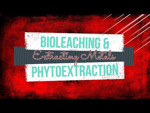 Video: Apa yang berlaku Phytoextraction?