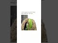 parrot #trendingshorts #trending #funnyshorts #youtubeshorts #funnyvideo #animals #viral