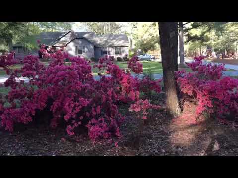 Springtime at da Casa 2018