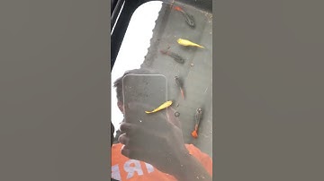 Có cách nào trị bệnh top bụng ở cá không?#shorts #guppy #betta #thuysinh #cabaymau #ca7mau