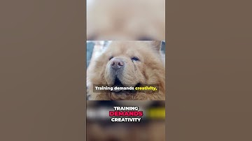 Chow Chow Guide: Grooming, Training, and Family Suitability #shorts