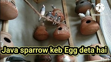 java sparrow kab eggs lay karta hai