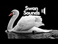 Swan Sound Effects No Copyright Free