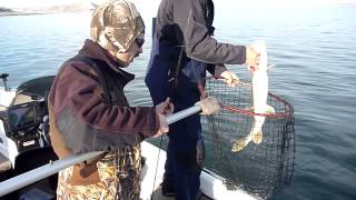 Lake Sakakawea Fall Fishing November 2012