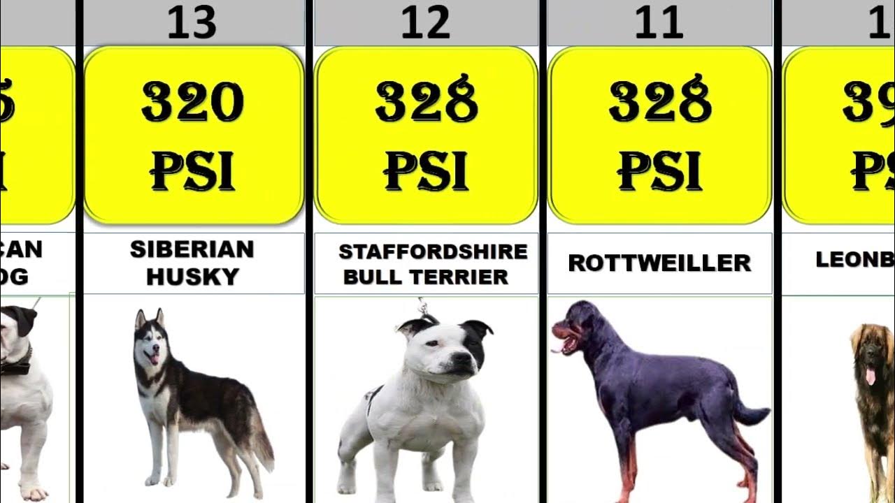 top-25-dog-bite-force-psi-comparison-youtube
