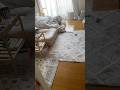 帰宅したら猫がいない…