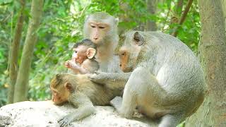 Look at a cutest baby monkey relaxing with beautiful family #monkey #animals #cute #baby