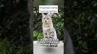 Male cat name inspiration