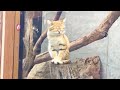 スナネコに大変なことが起きました…!! Sandcat babies were born