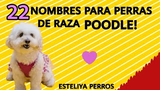 NOMBRES HERMOSOS PARA PERRAS POODLE!