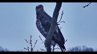 Decorah Eagles- Sub Adult Eagle Visits Area