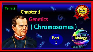 Biology l senior 1 l 1st secondary l Ch1- Chromosomes - term2 - p 1 l احياء اولى ثانوى - لغات