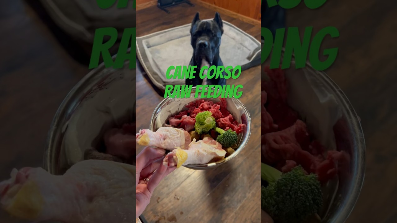 I Gave My Dog Raw Meat Cane Corso shorts canecorso rawfed YouTube I Gave My Dog Raw Meat Cane Corso shorts canecorso rawfed YouTube