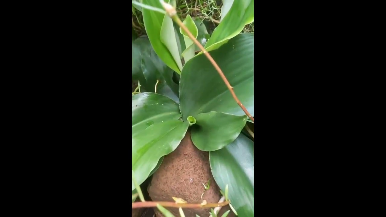 109 - Alhamdulillah bisa berkebun di bulan Ramadhan di sambut bunga yang bermekaran 