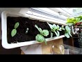 Spinach time-lapse 4K. Little over one month recording