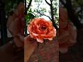 Diy how to make a tissue paper rose 🌹flower / Aesthetic Rose/ #shorts #diycrafts #viralvideo