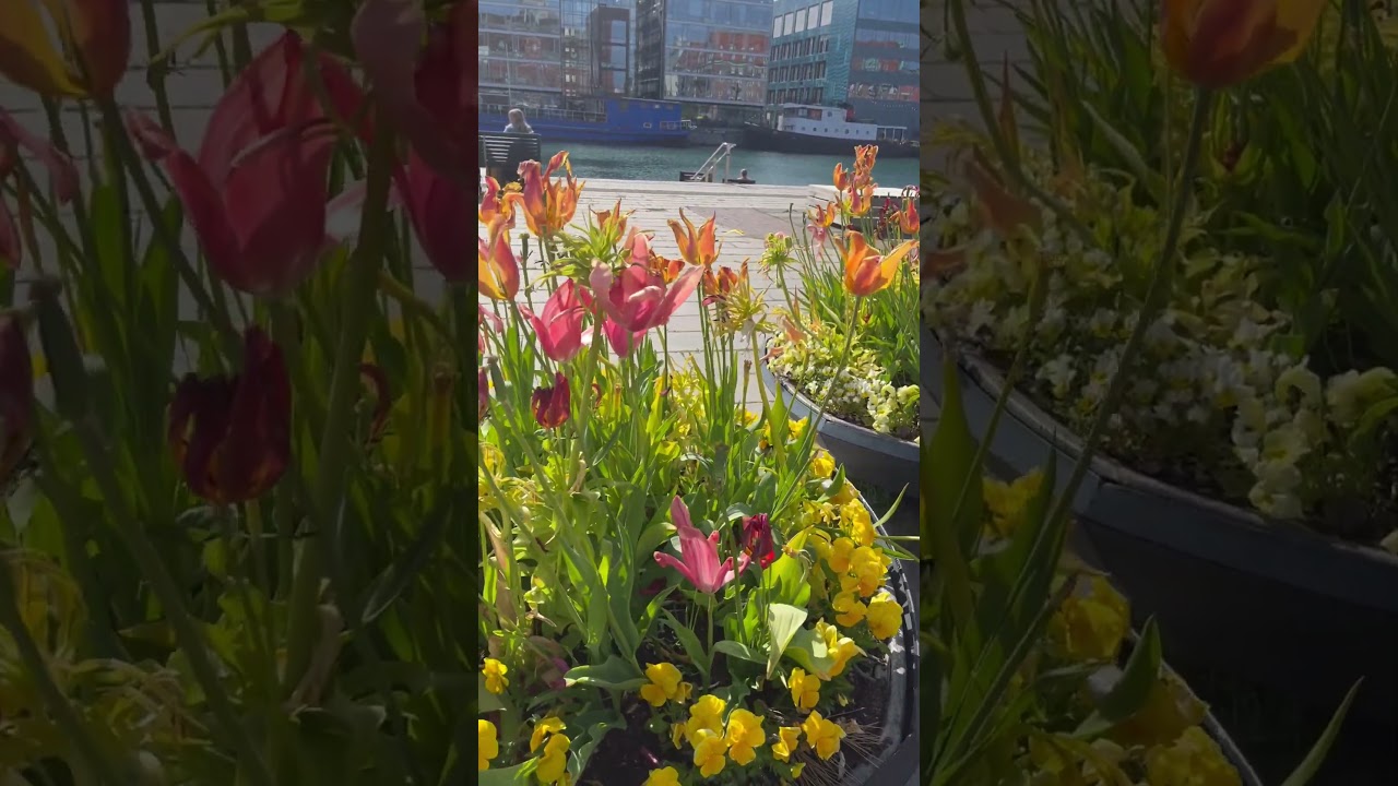 Creative gardens as seen in Sweden. Home improvement, garden improvement, planting flowers, ideas