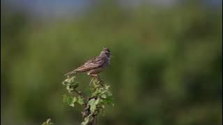 Crested Lark Singing