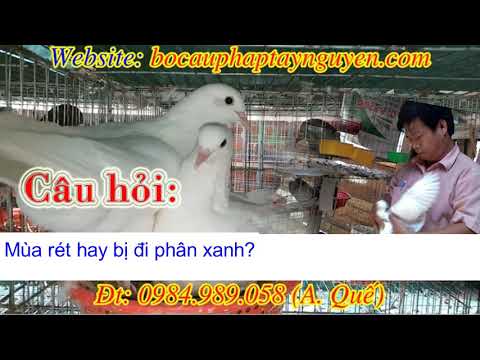 Video Câu hỏi 8: Trứng chim bồ câu hay bị ung ! Bồ câu... - youtube