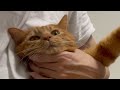 猫の毛を毟ってやったら噛まれた話
