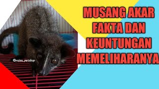 CUAN PELIHARA MUSANG AKAR! #musang #musangakar
