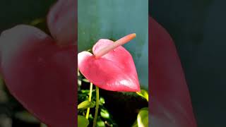 Tropical flowers |  Anthurium  #nature #shorts #trending #youtube