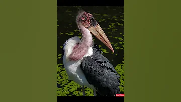 Аист Марабу