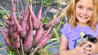 Our first Carrot Harvest!  Also we have new Chickens! screenshot 3