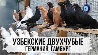 Узбекские двухчубые голуби Ильи Маклакова, Германия / Usbekische Tauben. Deutschland.