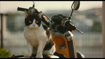 映画『旅猫リポート』本編冒頭映像